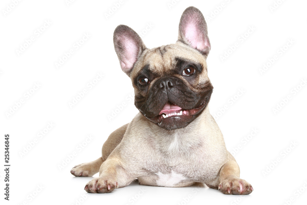 Sticker french bulldog