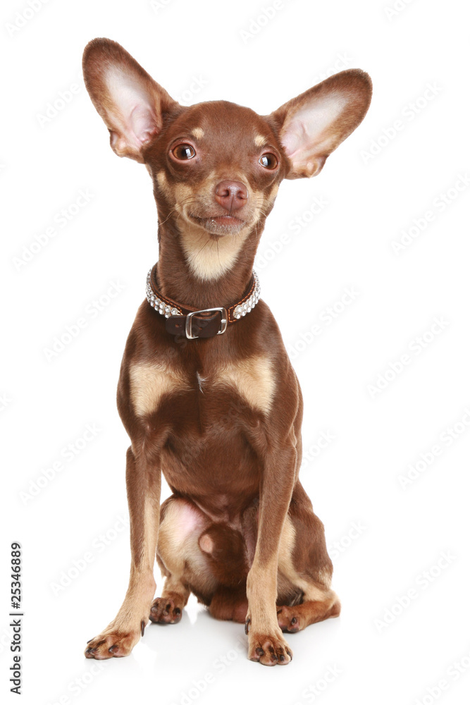 Poster Russian toy terrier