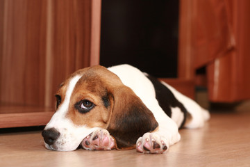 Beagle puppy