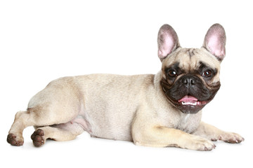 French bulldog