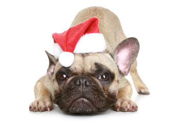 French bulldog in a Christmas hat