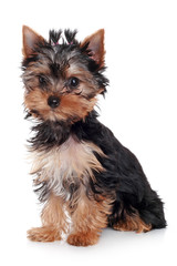 Yorkshire Terrier puppy