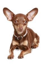 Russian toy terrier