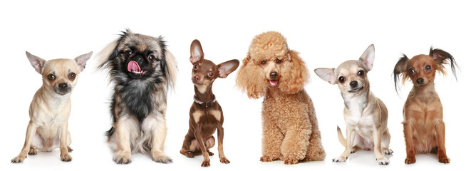 Group of young dogs - Powered by Adobe