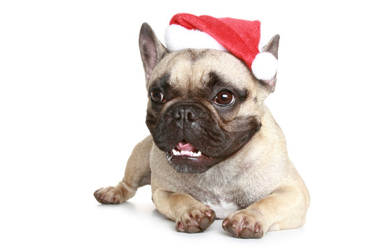 French Bulldog In A Christmas Hat