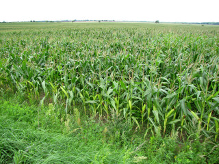 green maize field