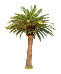 Obraz premium Palmier