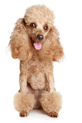 Apricot poodle