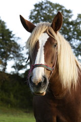 Obraz premium Pferdeportrait