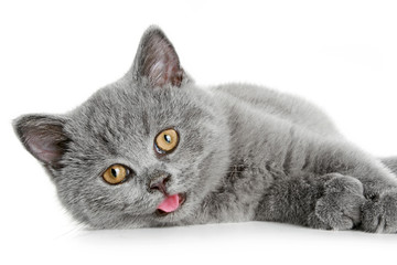 British grey kitten (3 months)