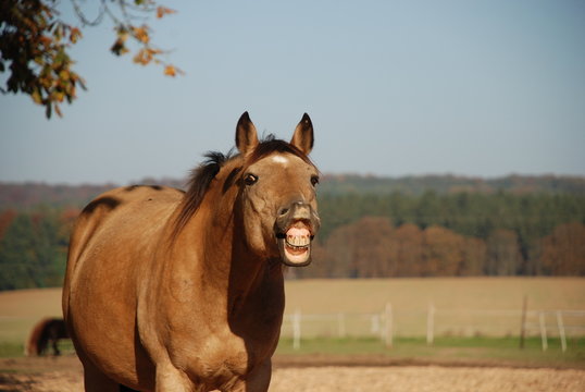 Flehmen