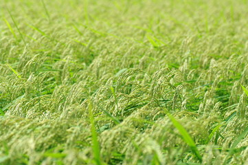 新潟平野の米作り