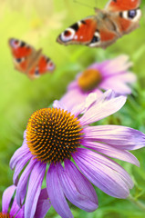 Echinacea mit Schmetterlingen