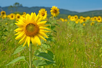 Sunflower field with mountains on the horizon