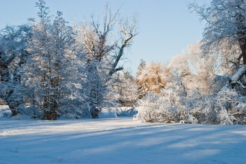 Obraz premium Winter