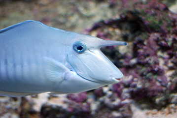 Reef's fish