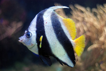 Fototapeta na wymiar Reef's fish