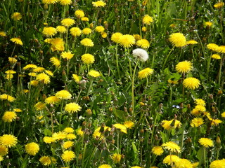 allein unter vielen