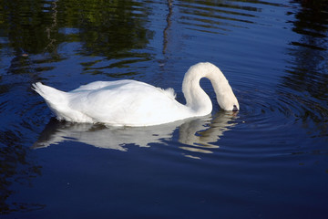 Fototapeta premium france; 85; sèvre niortaise; cygne pêchant