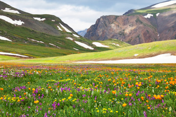 Fototapeta premium Mountain meadow