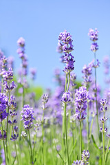 Lavender blooming in a garden