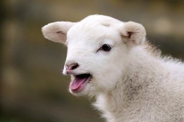 Blökendes Lamm