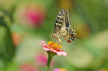 Papilio Machaon