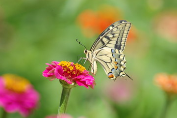 Fototapeta na wymiar Papilio bairdii -5