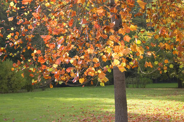 Autumn