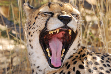 Müder Gepard © Markus