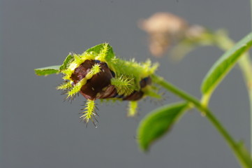食い荒らすイラガの幼虫