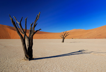 Tote Bäume im Deadvlei