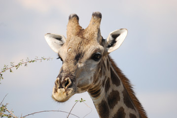 Giraffe im Portrait