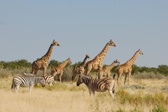 Giraffen und Zebras in Etoscha