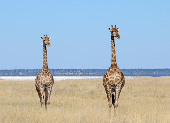 Giraffen - Etoscha