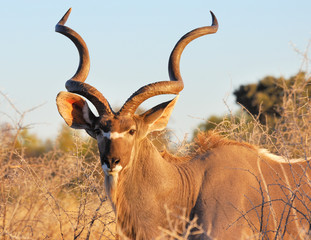 Kudu - Etoscha
