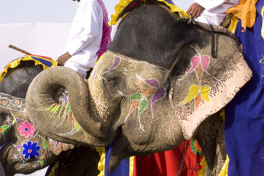 colorful elephants,Jaipur,Rajasthan,India
