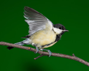 Great Tit, Parus major