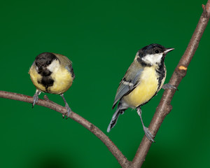 Great Tit, Parus major