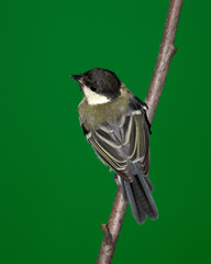 Great Tit, Parus major