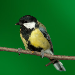 Great Tit, Parus major