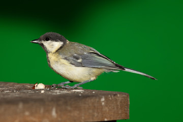 Great Tit, Parus major