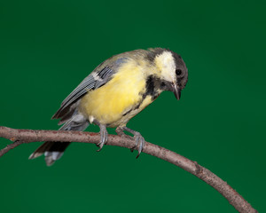 Great Tit, Parus major