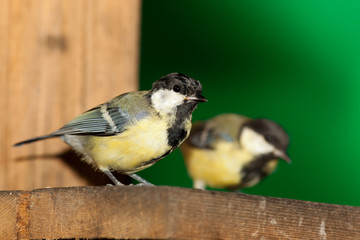 Great Tit, Parus major