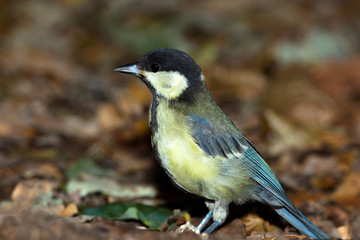 Great Tit, Parus major