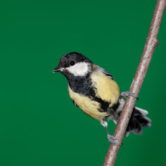Great Tit, Parus major