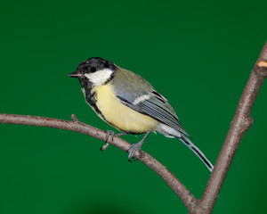 Great Tit, Parus major