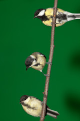 Great Tit, Parus major