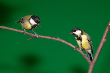 Great Tit, Parus major