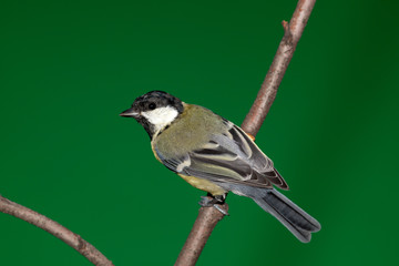 Obraz premium Great Tit, Parus major
